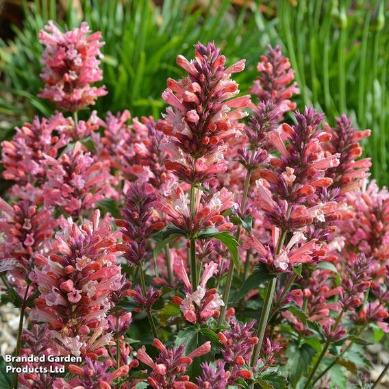 Agastache 'Pink Pearl'