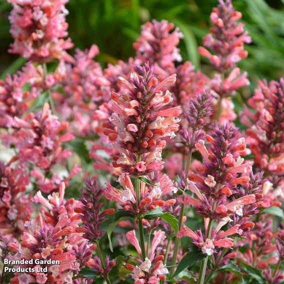 Agastache 'Pink Pearl'