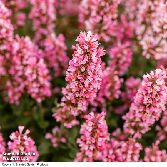Agastache 'Pink Pearl'