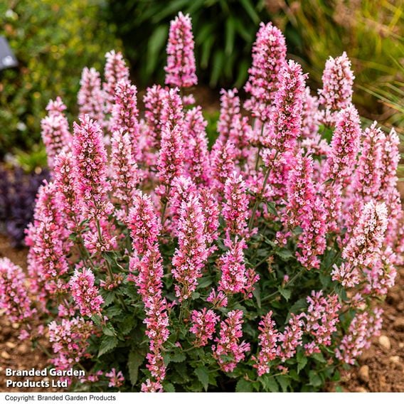 Agastache 'Pink Pearl'