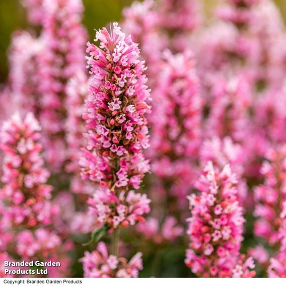 Agastache 'Pink Pearl'