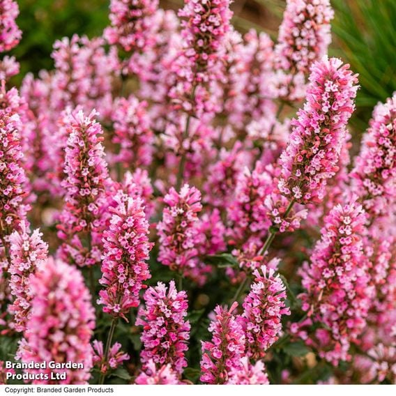 Agastache 'Pink Pearl'