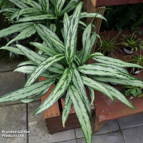 Aglaonema 'Cutlass'