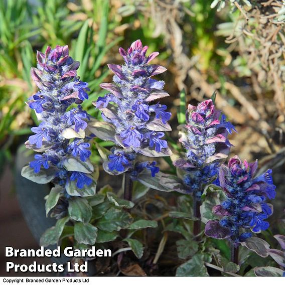 Ajuga reptans 'Burgundy Glow'
