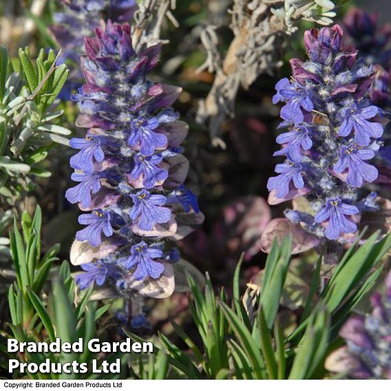 Ajuga reptans 'Burgundy Glow'