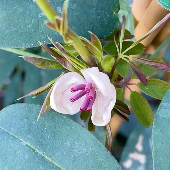 Akebia quinata 'Cream Form'