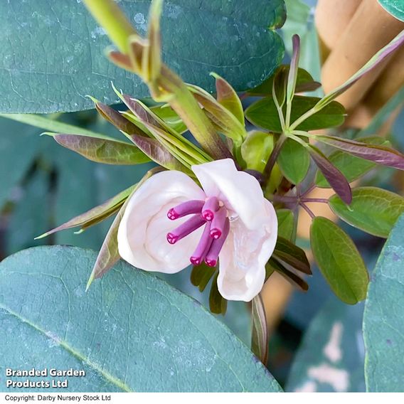 Akebia quinata 'Cream Form'