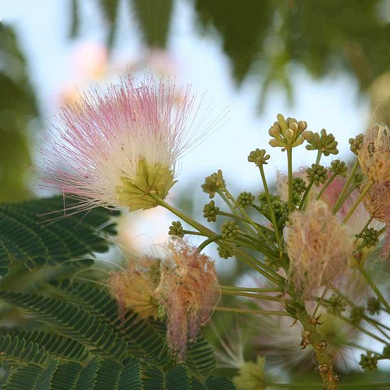 Albizia julibrissin 'Ombrella'