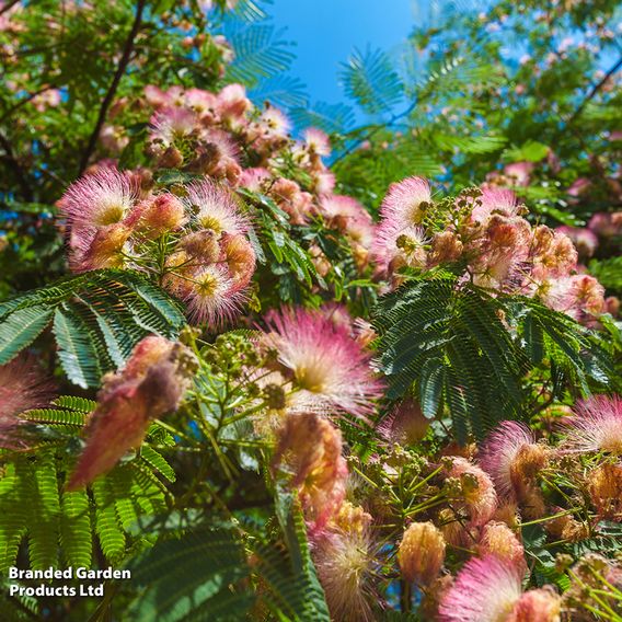 Albizia Julibrissin - Seeds