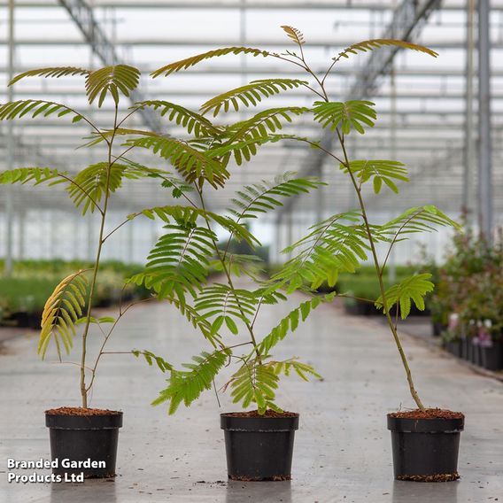 Albizia julibrissin 'Rouge de Tuilière'