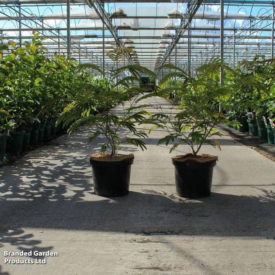 Albizia julibrissin 'Rouge de Tuilière'
