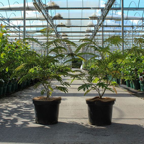 Albizia julibrissin 'Rouge de Tuilière'