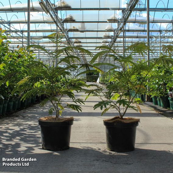Albizia julibrissin 'Rouge de Tuilière'