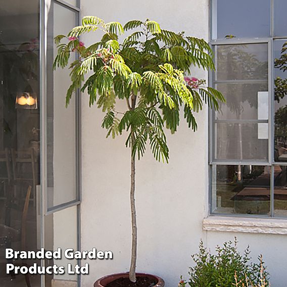 Albizia julibrissin 'Ombrella'