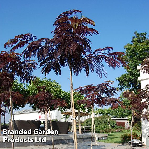 Albizia julibrissin 'Summer Chocolate'