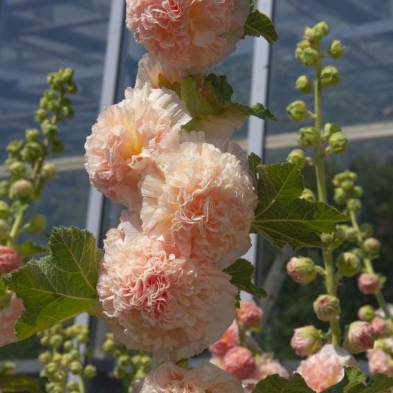 Hollyhock 'Chaters Double Chamois'