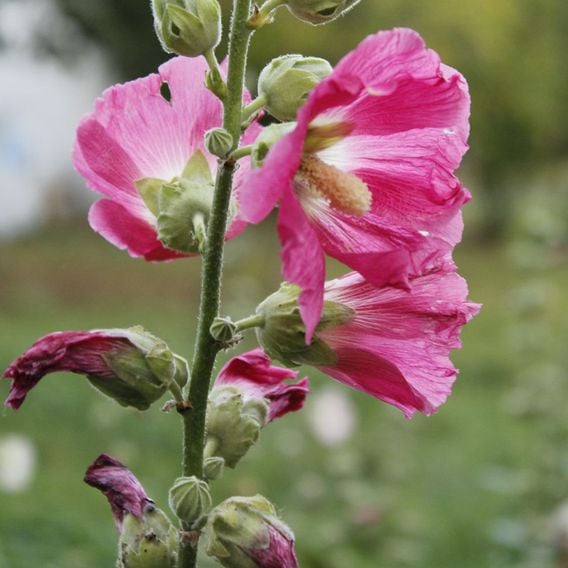 Hollyhock 'Radiant Rose'