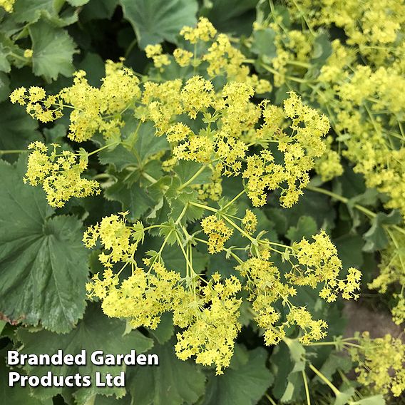 Alchemilla mollis 'Thriller'