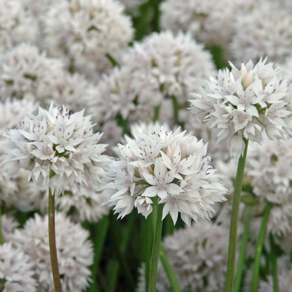  Allium Trio