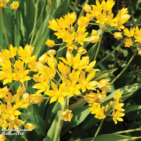 Summer Plant & Bulb Bundle
