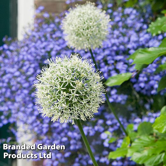 Allium stipitatum 'Mount Everest'