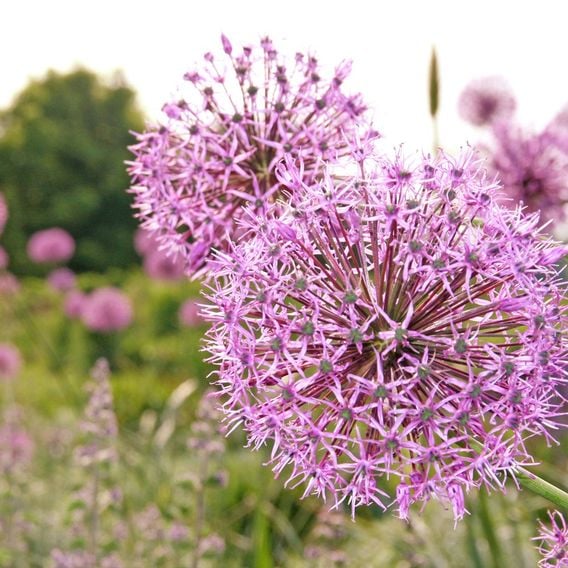  Allium Trio