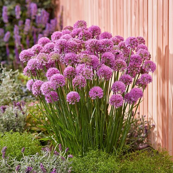 Allium 'Serendipity'