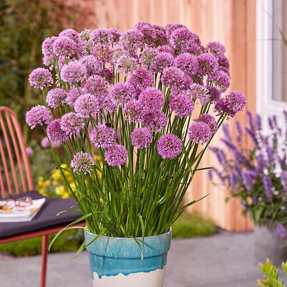 Allium 'Serendipity'