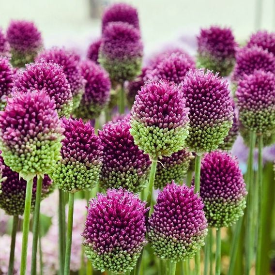  Allium Trio