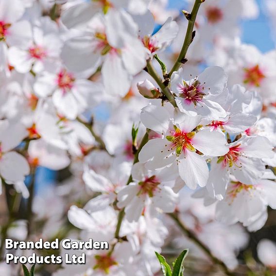 Almond (Prunus) 'Ingrid'