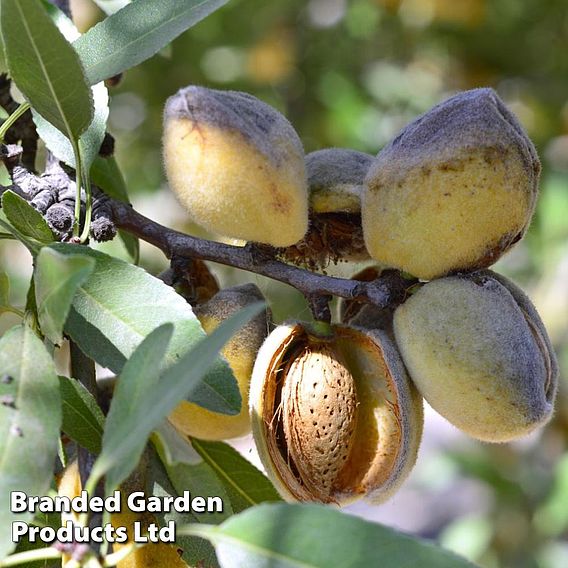 Almond (Prunus) 'Ingrid'