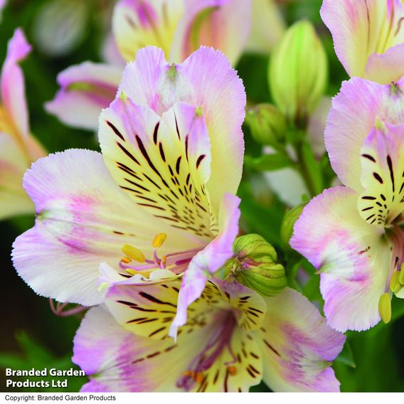 Alstroemeria 'Times Valley' (Summer Paradise Series)