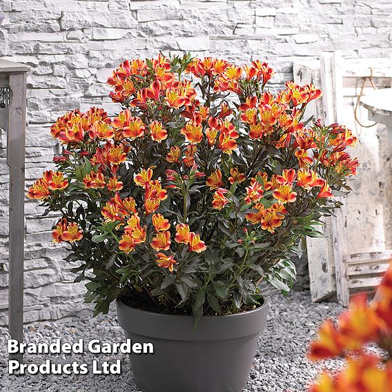 Alstroemeria 'Indian Summer'