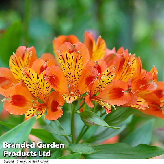 Alstroemeria 'Indian Summer'