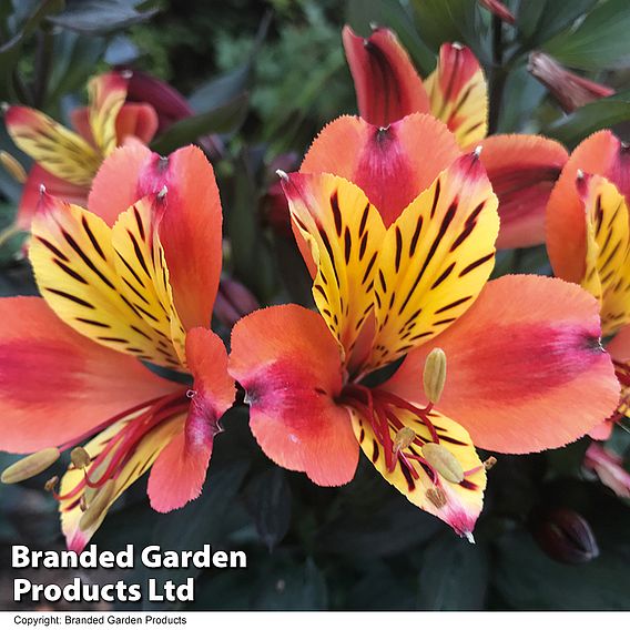 Alstroemeria 'Indian Summer'