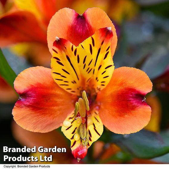 Alstroemeria 'Indian Summer'