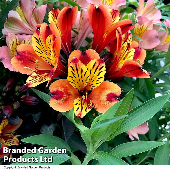 Alstroemeria 'Indian Summer'