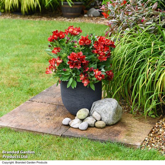 Alstroemeria 'Inticancha Doba'