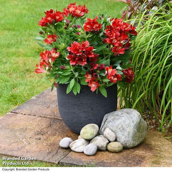 Alstroemeria 'Inticancha Doba'