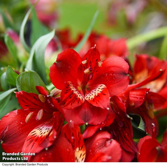 Alstroemeria 'Inticancha Doba'