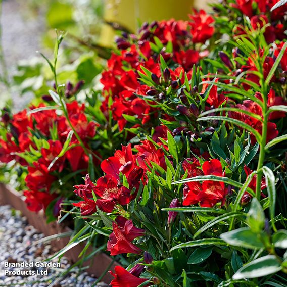 Alstroemeria 'Inticancha Doba'