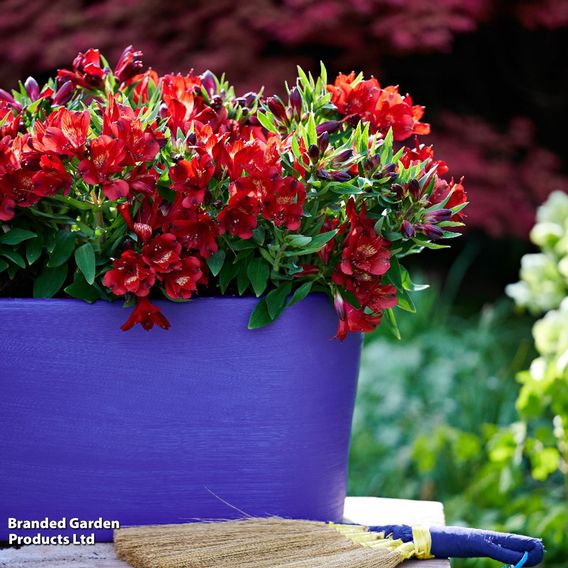 Alstroemeria 'Inticancha Doba'