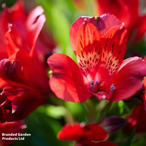 Alstroemeria 'Inticancha Doba'