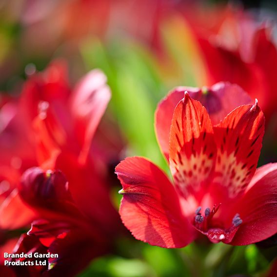 Alstroemeria 'Inticancha Doba'