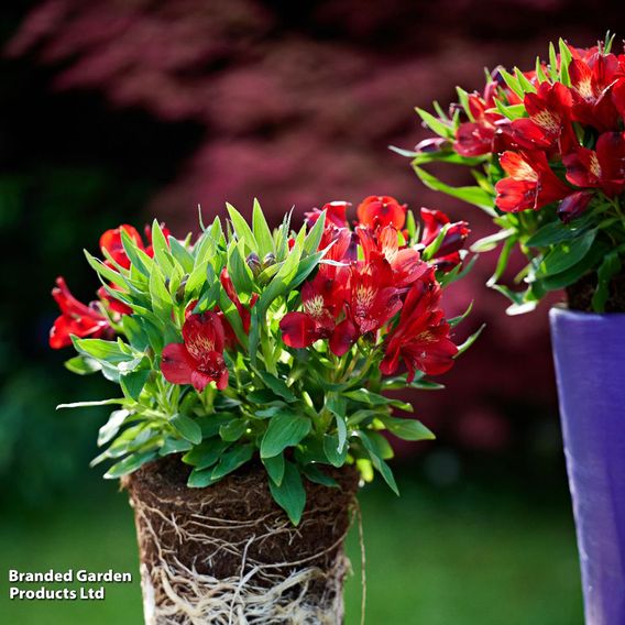 Alstroemeria 'Inticancha Doba'