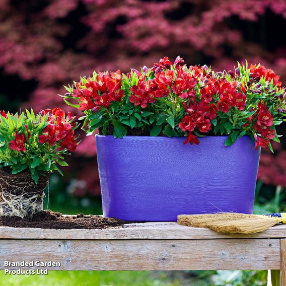 Alstroemeria 'Inticancha Doba'