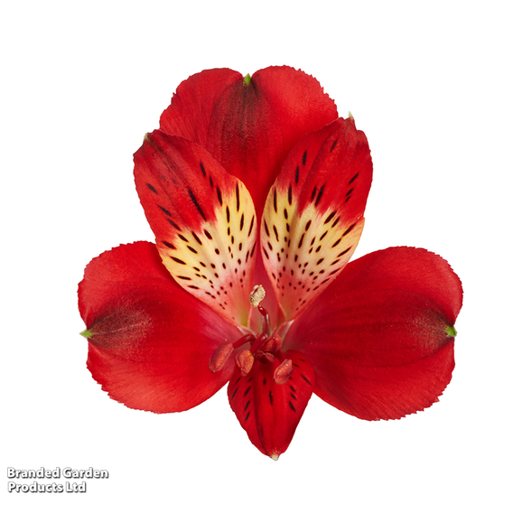 Alstroemeria 'Inticancha Doba'