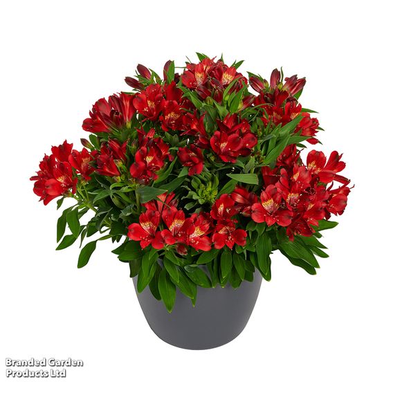 Alstroemeria 'Inticancha Doba'
