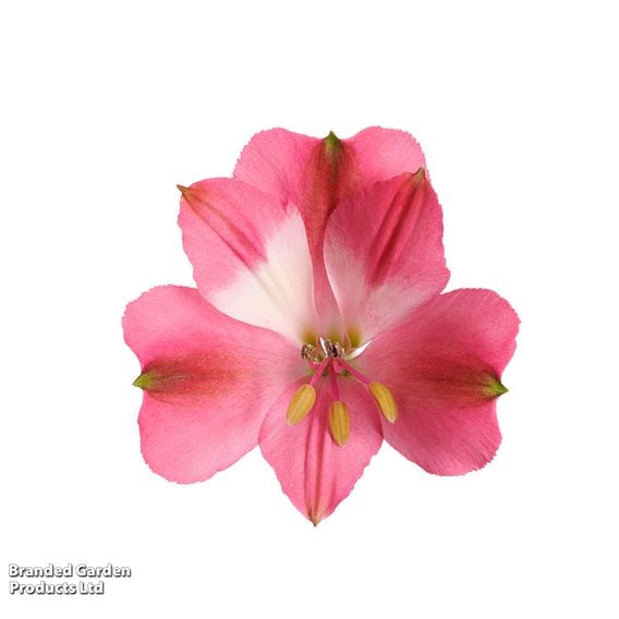 Alstroemeria 'Inticancha Romance'