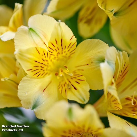 Alstroemeria 'Inticancha Havana'
